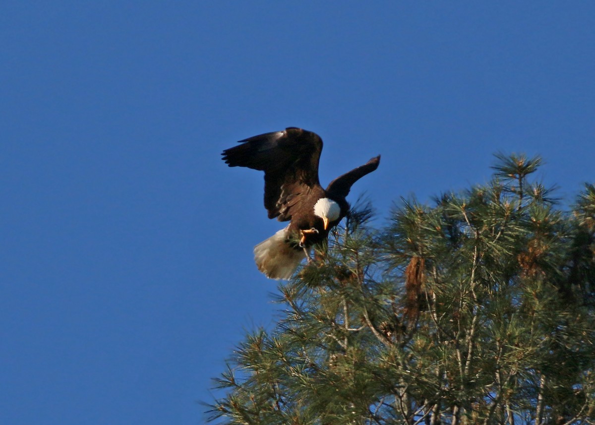 Bald Eagle - ML620408937