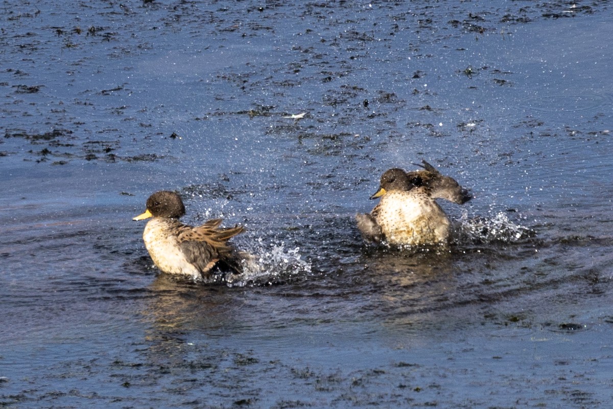 Yellow-billed Teal - ML620408950