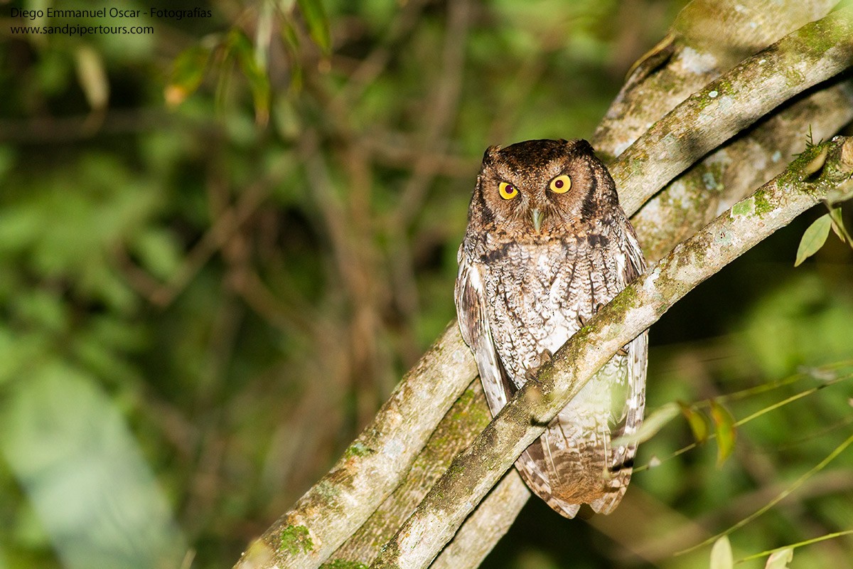 Long-tufted Screech-Owl - ML620408983