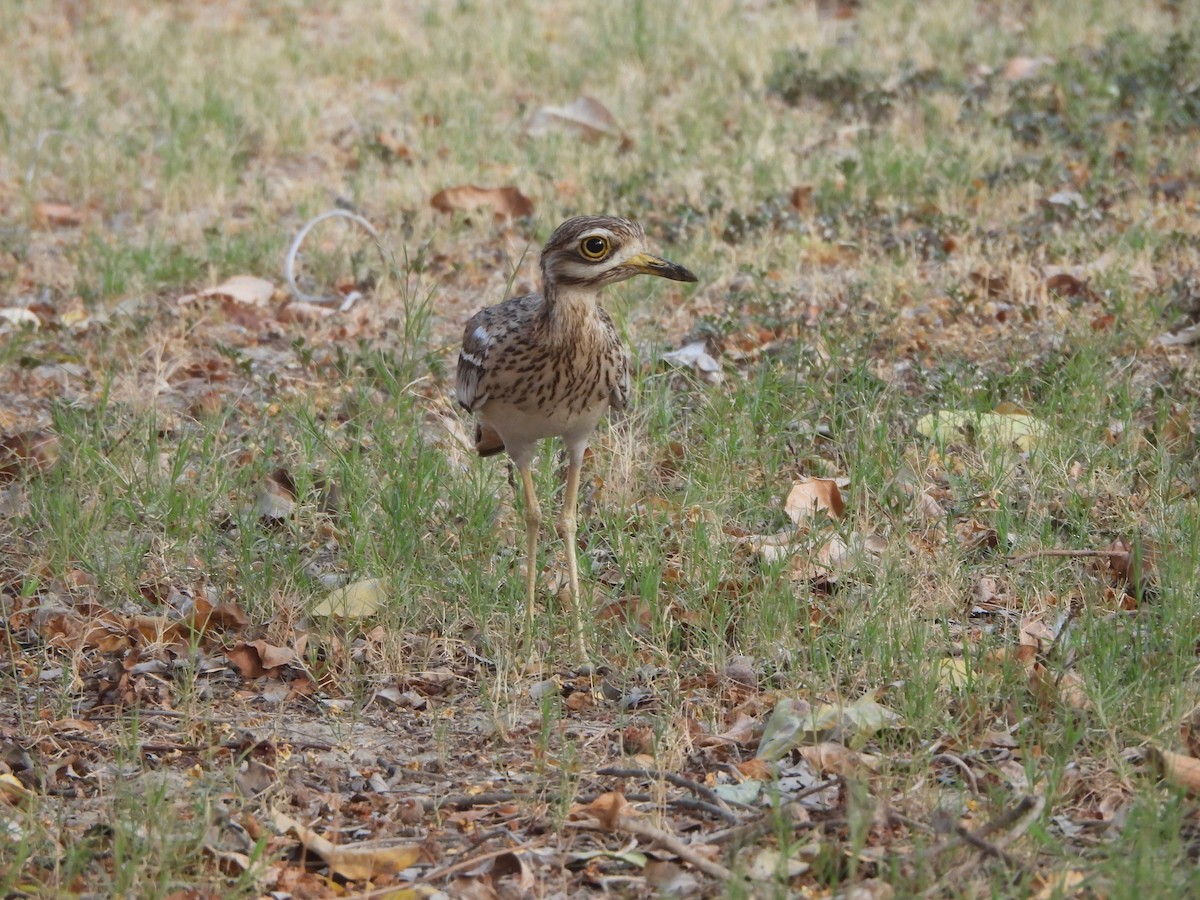 Indian Thick-knee - ML620408985