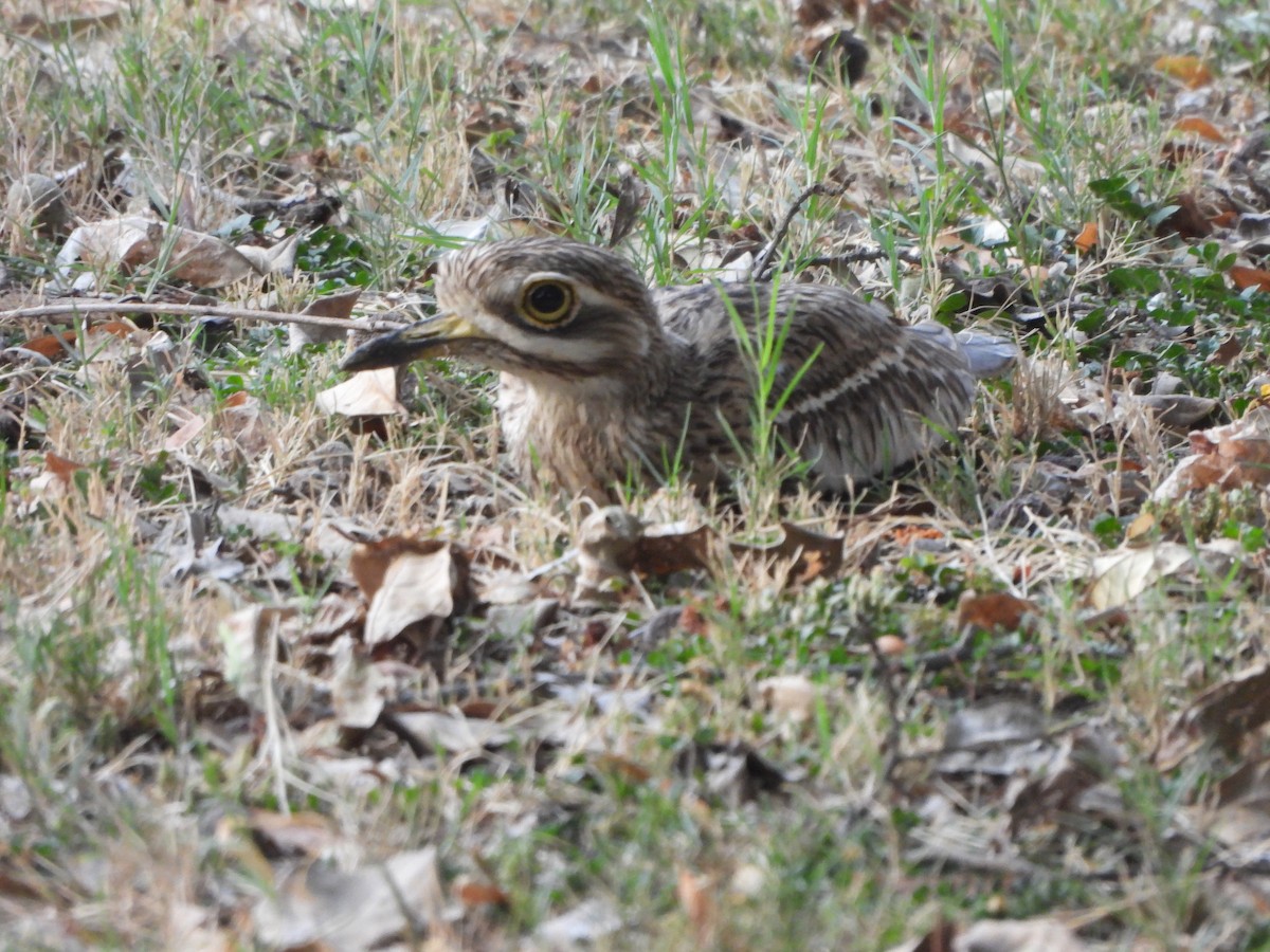 Indian Thick-knee - ML620408986