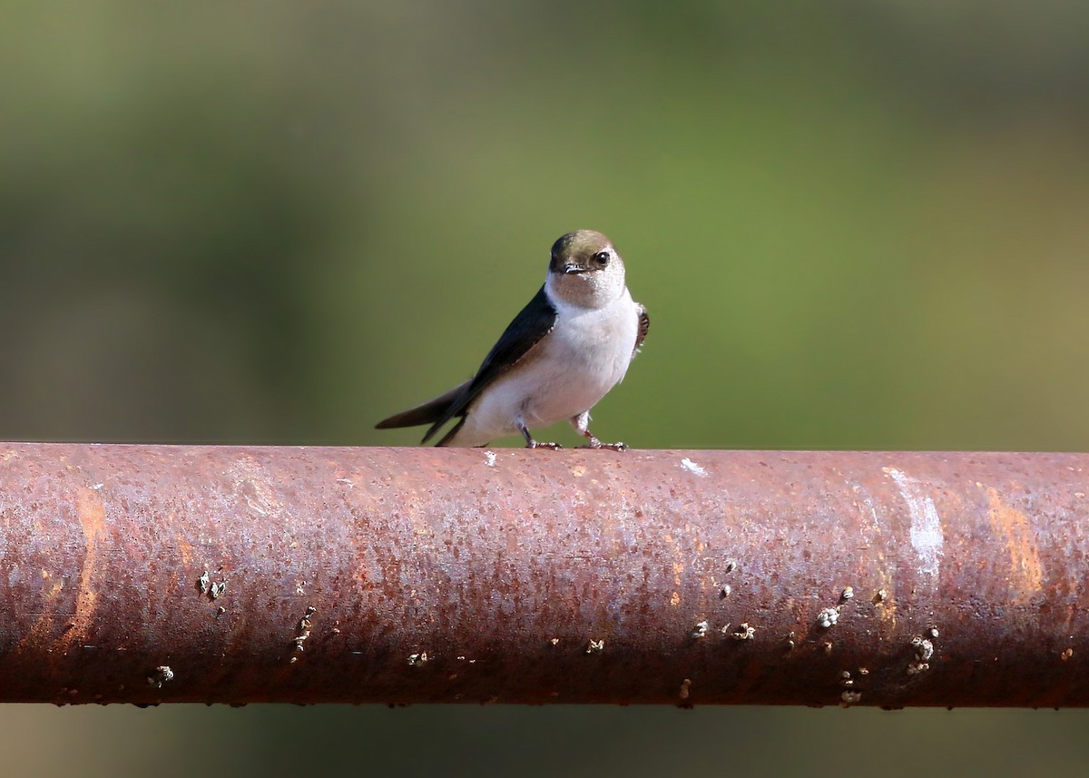 Violet-green Swallow - ML620408998