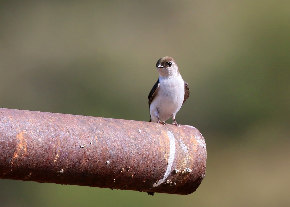 Violet-green Swallow - ML620409002