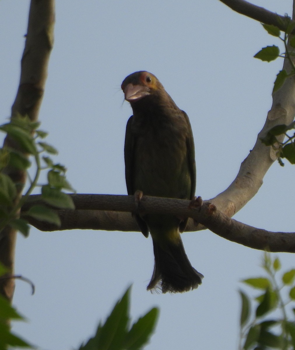 barbet hnědohlavý - ML620409005