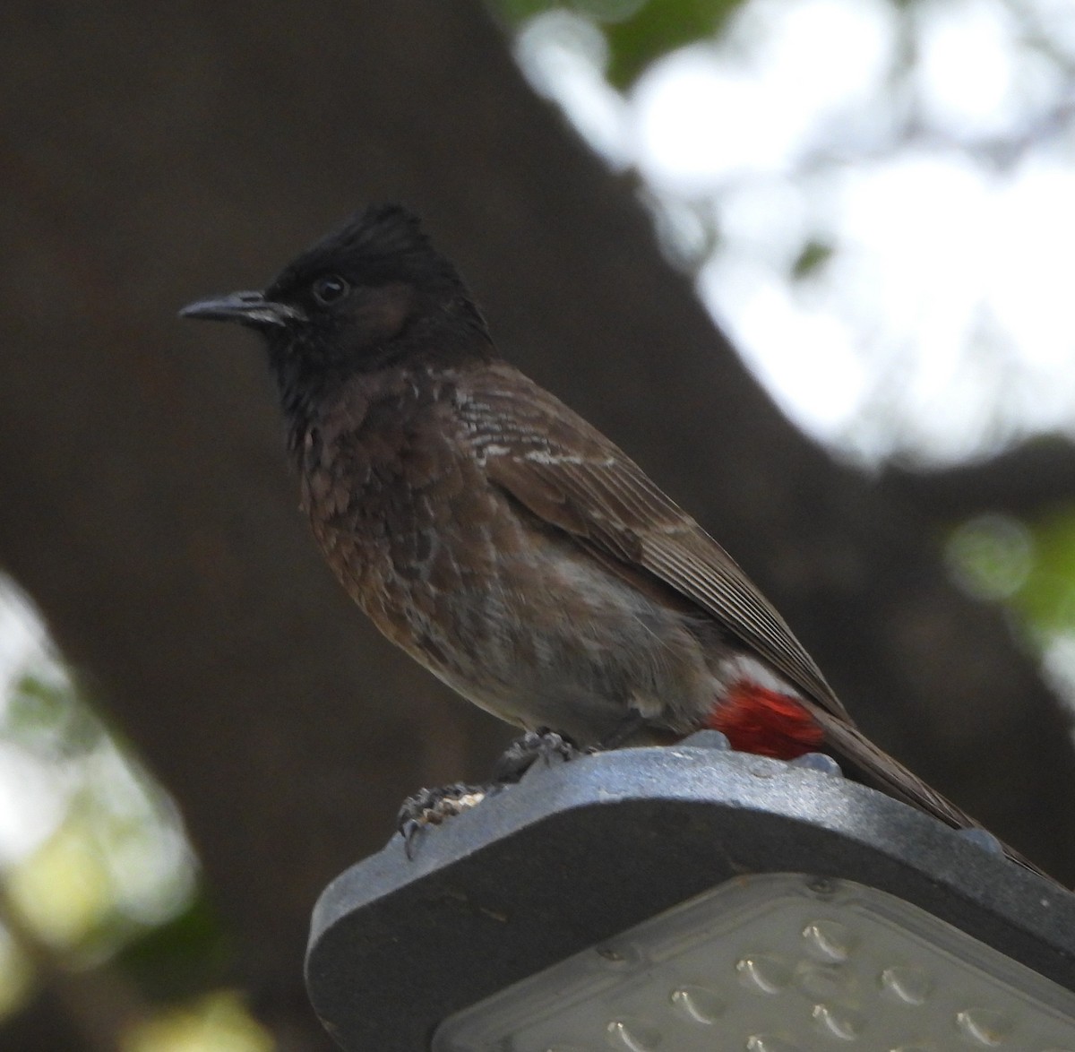 Red-vented Bulbul - ML620409008