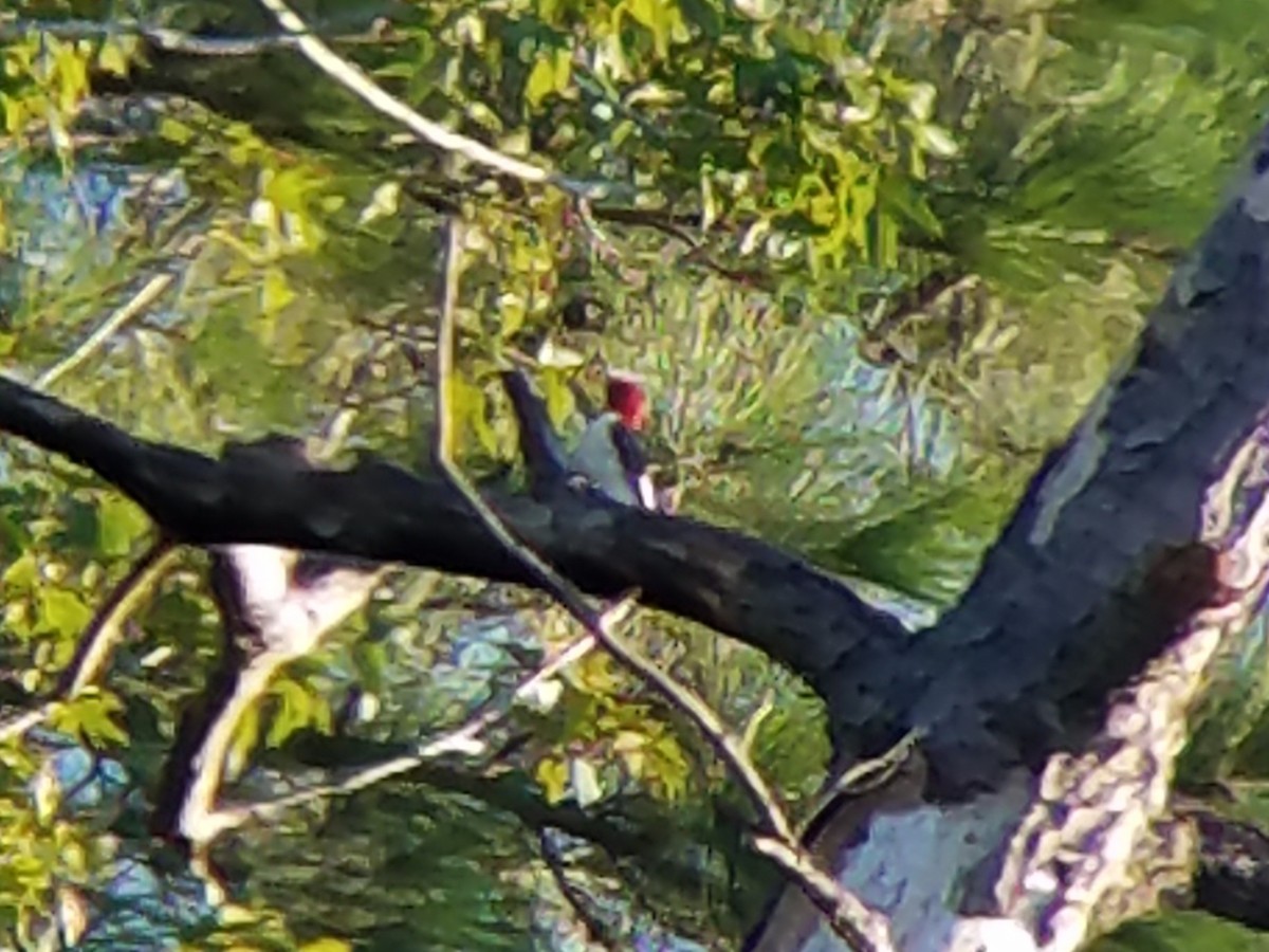 Red-headed Woodpecker - ML620409034