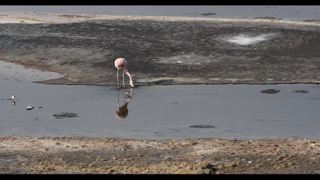 Chilean Flamingo - ML620409035