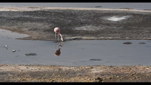 פלמינגו צ'יליאני - ML620409035