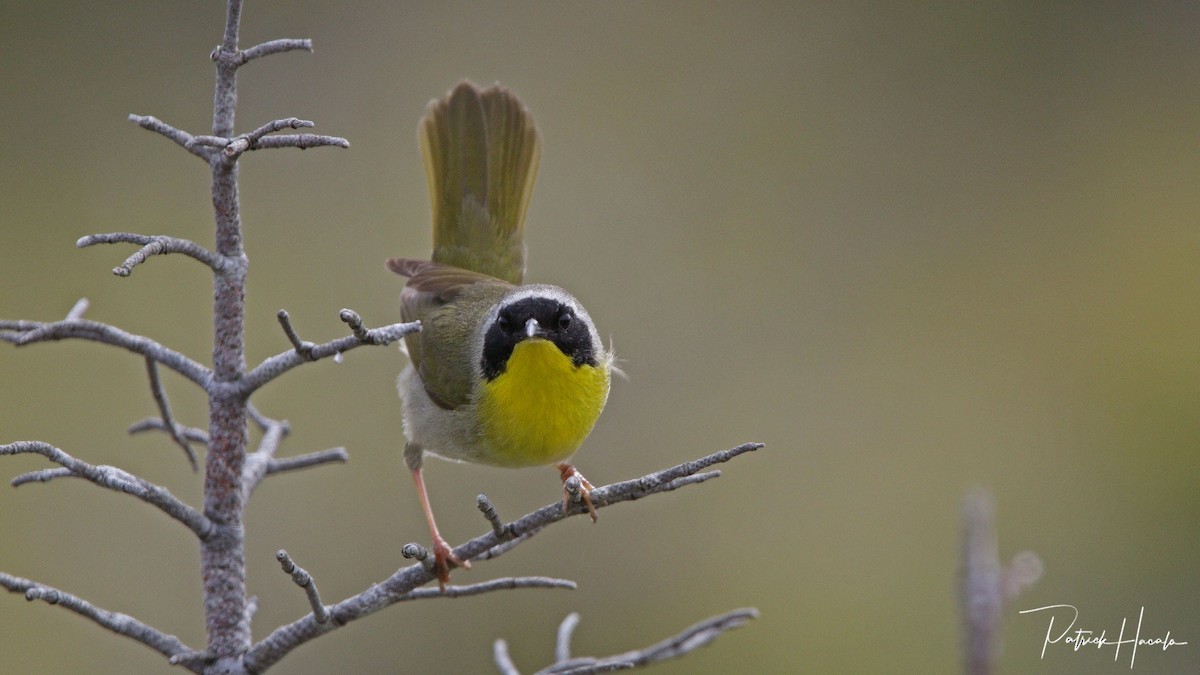 Common Yellowthroat - ML620409048