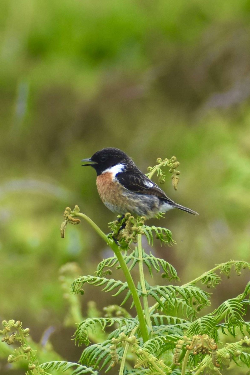 European Stonechat - ML620409055