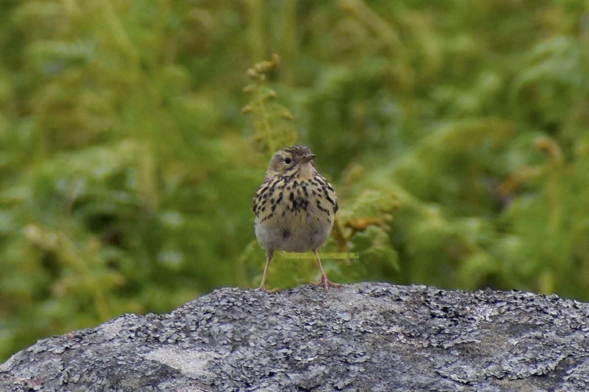 Meadow Pipit - ML620409057