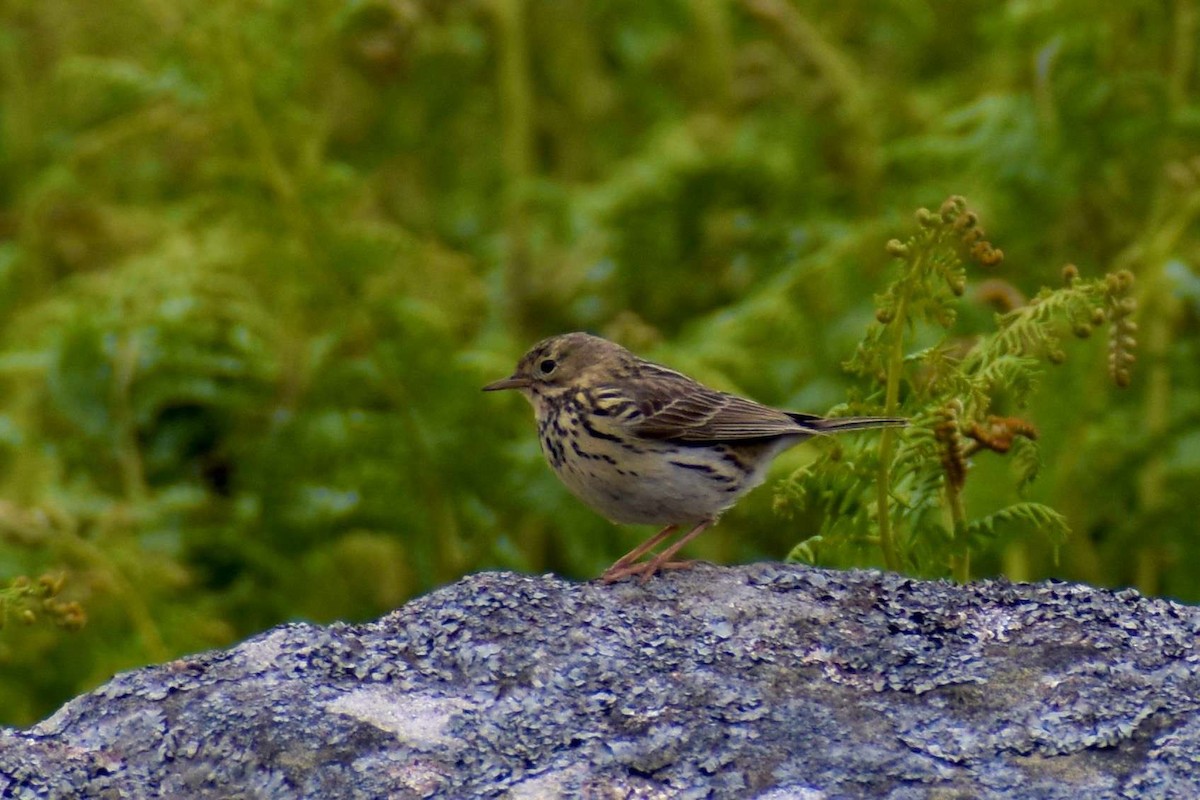 Meadow Pipit - ML620409058