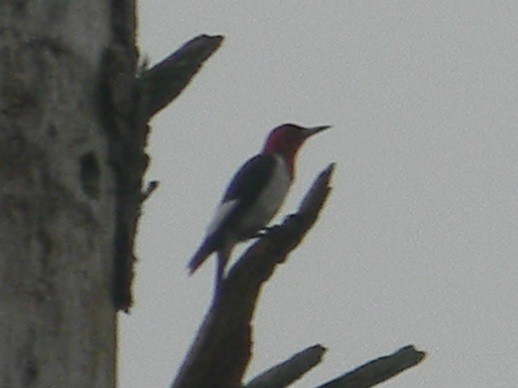 Red-headed Woodpecker - ML620409062