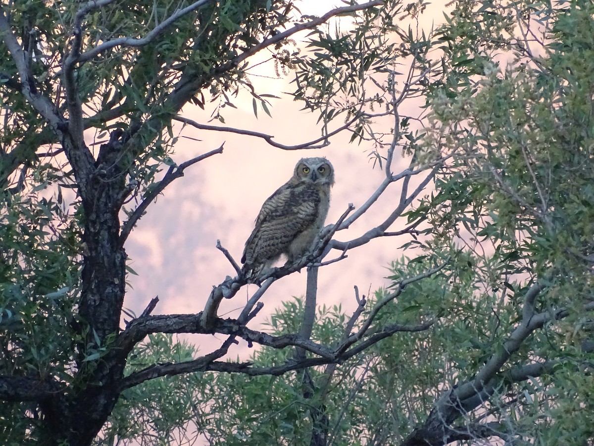Great Horned Owl - ML620409072