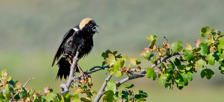 bobolink americký - ML620409075