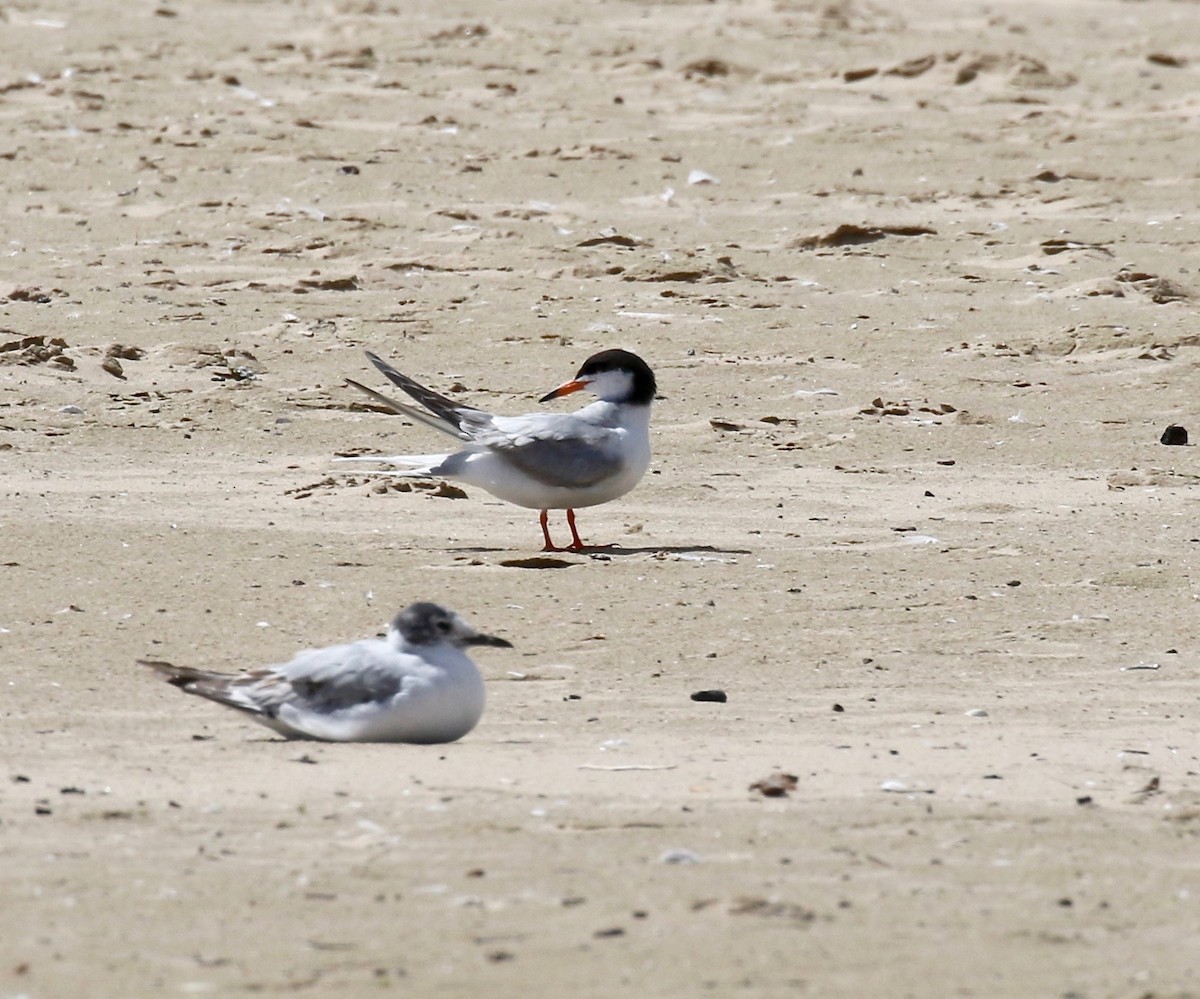 Forster's/Common Tern - ML620409077