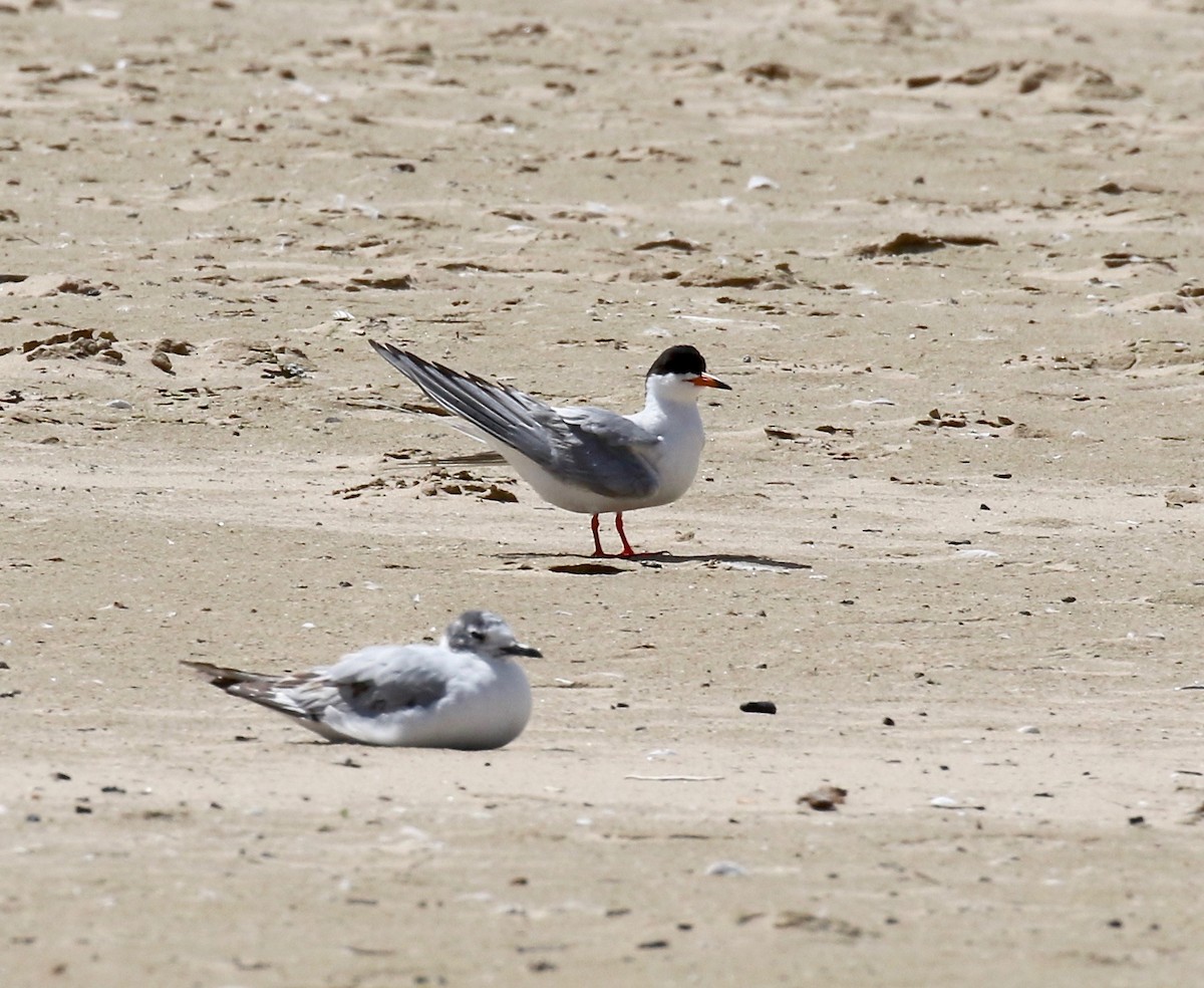 Forster's/Common Tern - ML620409078