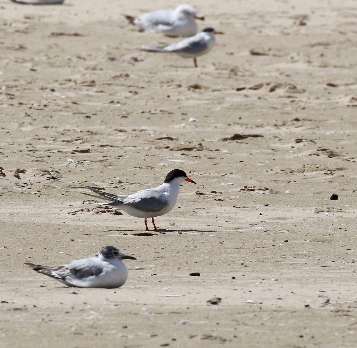 Forster's/Common Tern - ML620409079