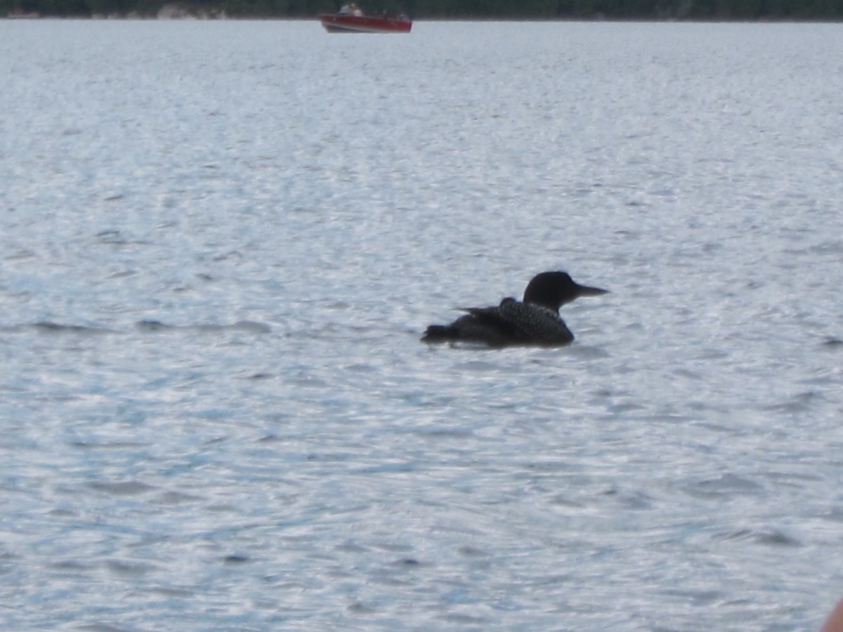 Common Loon - ML620409088