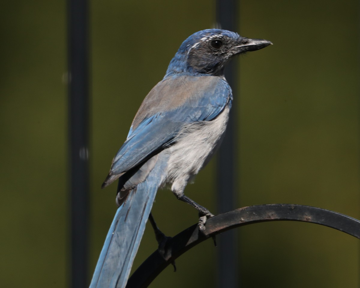 California Scrub-Jay - ML620409095