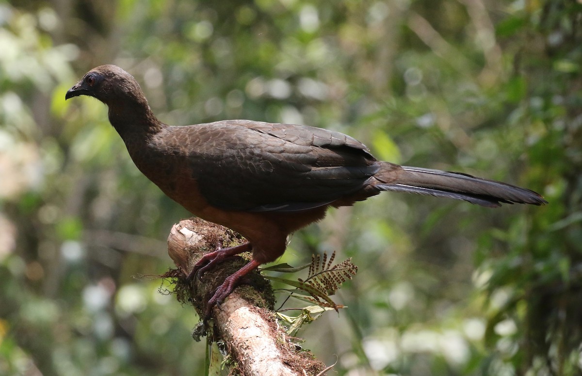 Sickle-winged Guan - ML620409098