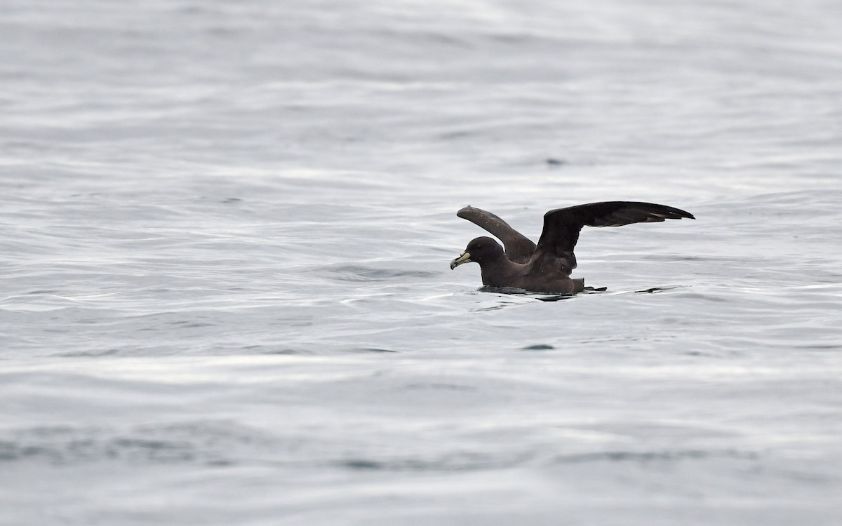 Puffin à menton blanc - ML620409099