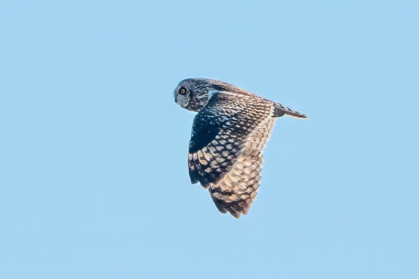 Short-eared Owl - ML620409106