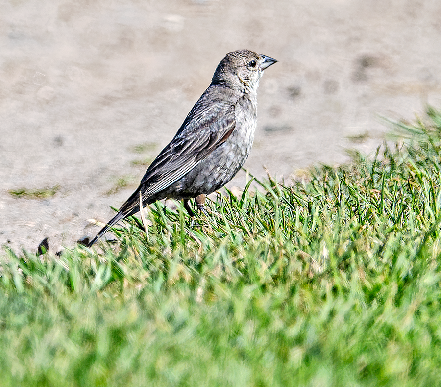 Tordo Cabecipardo - ML620409128