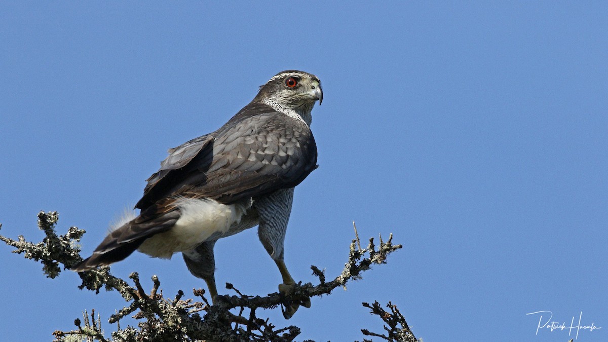 American Goshawk - ML620409135