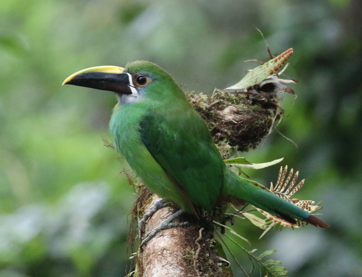 Toucanet à gorge blanche - ML620409137