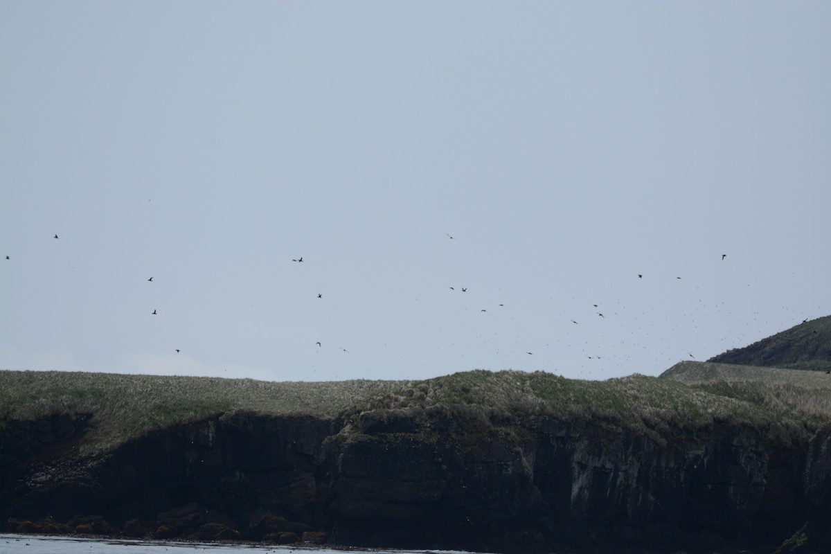 Tufted Puffin - ML620409151