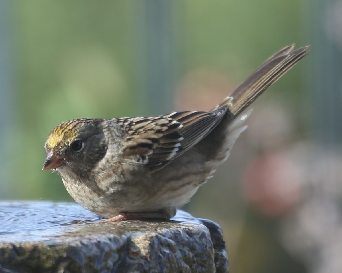 Golden-crowned Sparrow - ML620409157