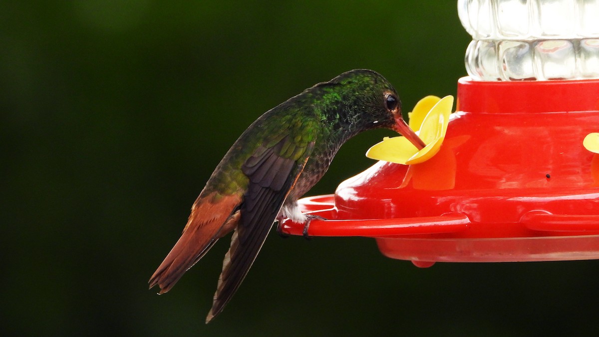 kolibřík dřišťálový - ML620409159