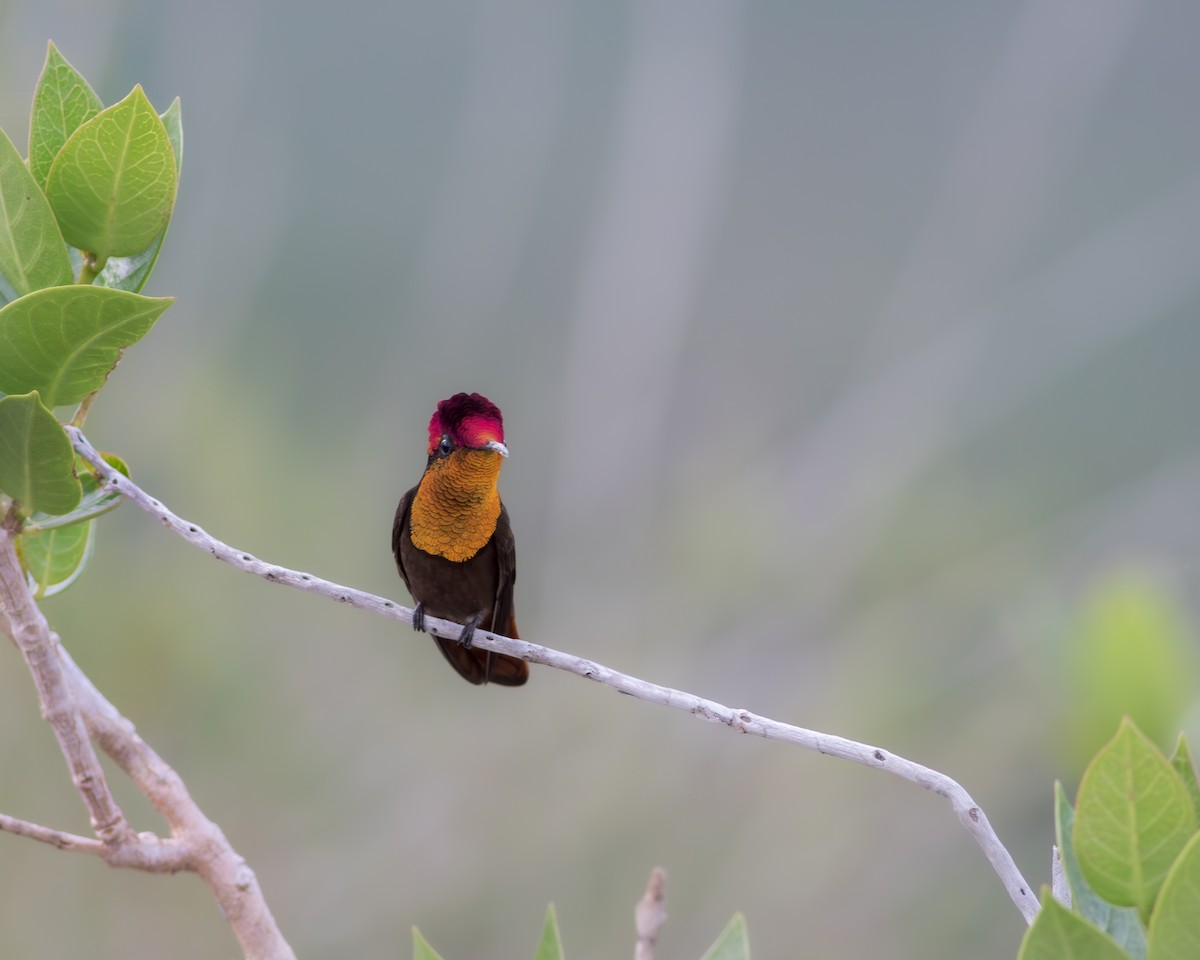 kolibřík červenohlavý - ML620409161