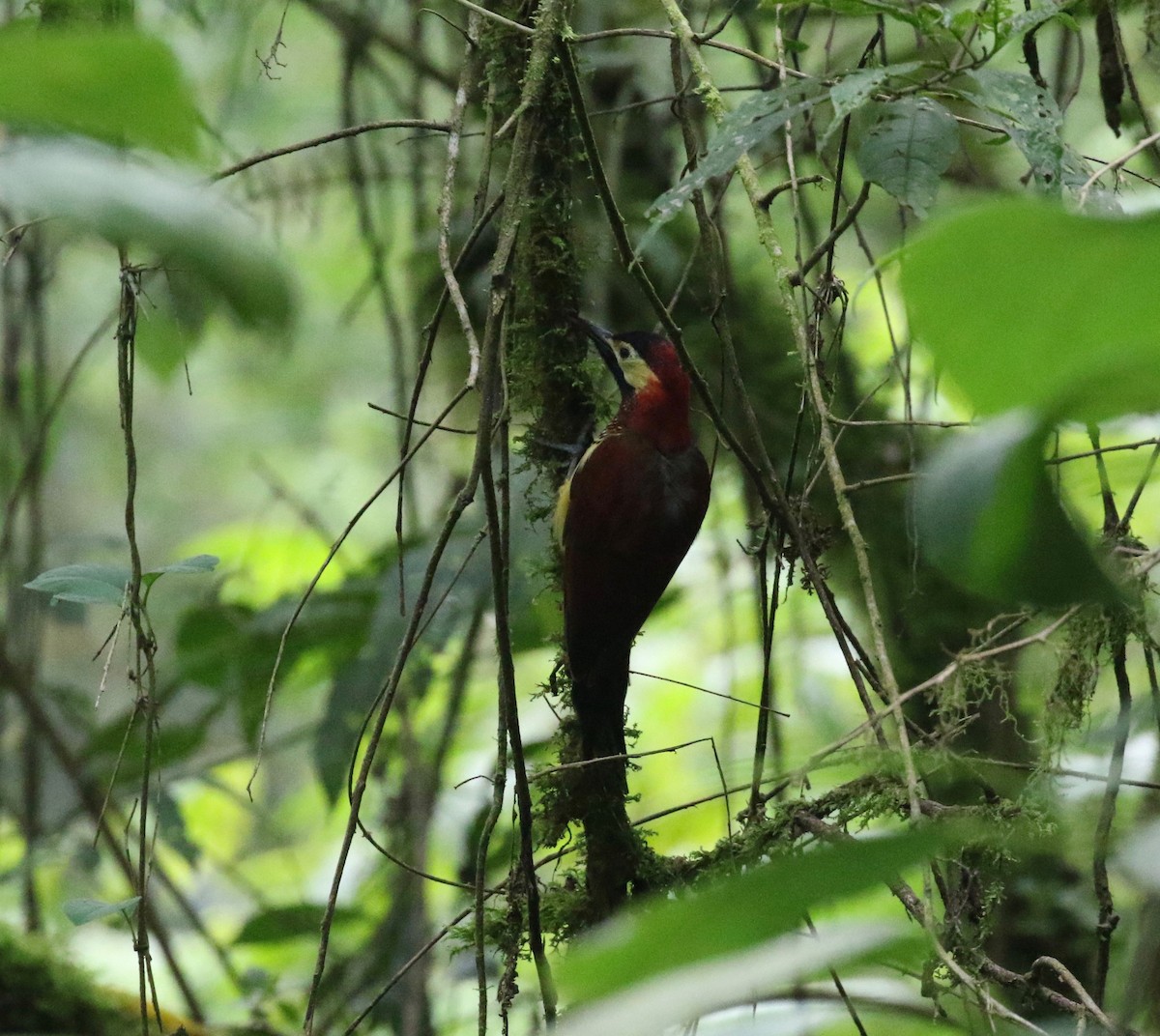 Crimson-mantled Woodpecker - ML620409163