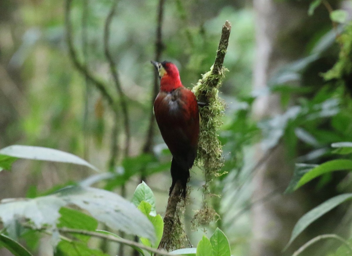 Crimson-mantled Woodpecker - ML620409165