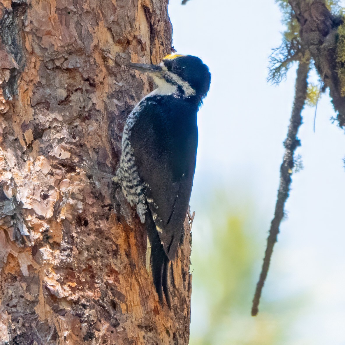 Black-backed Woodpecker - ML620409171