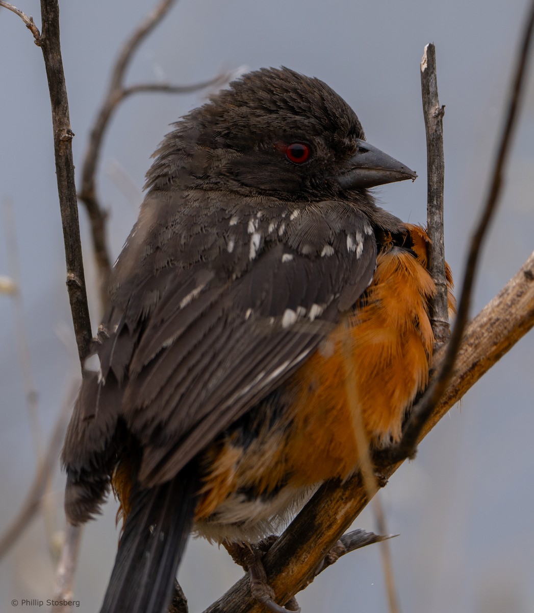 Spotted Towhee - ML620409181