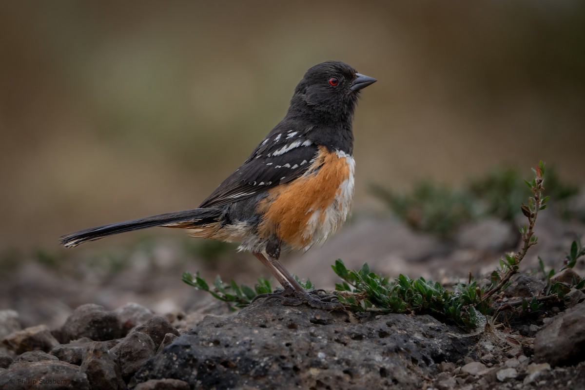 Spotted Towhee - ML620409182