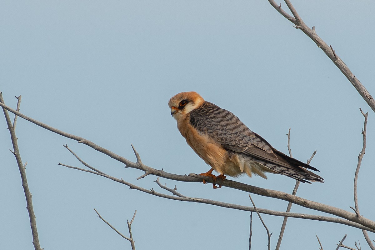 Red-footed Falcon - ML620409184