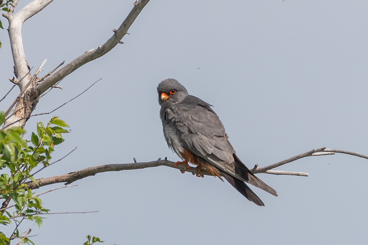 Red-footed Falcon - ML620409185