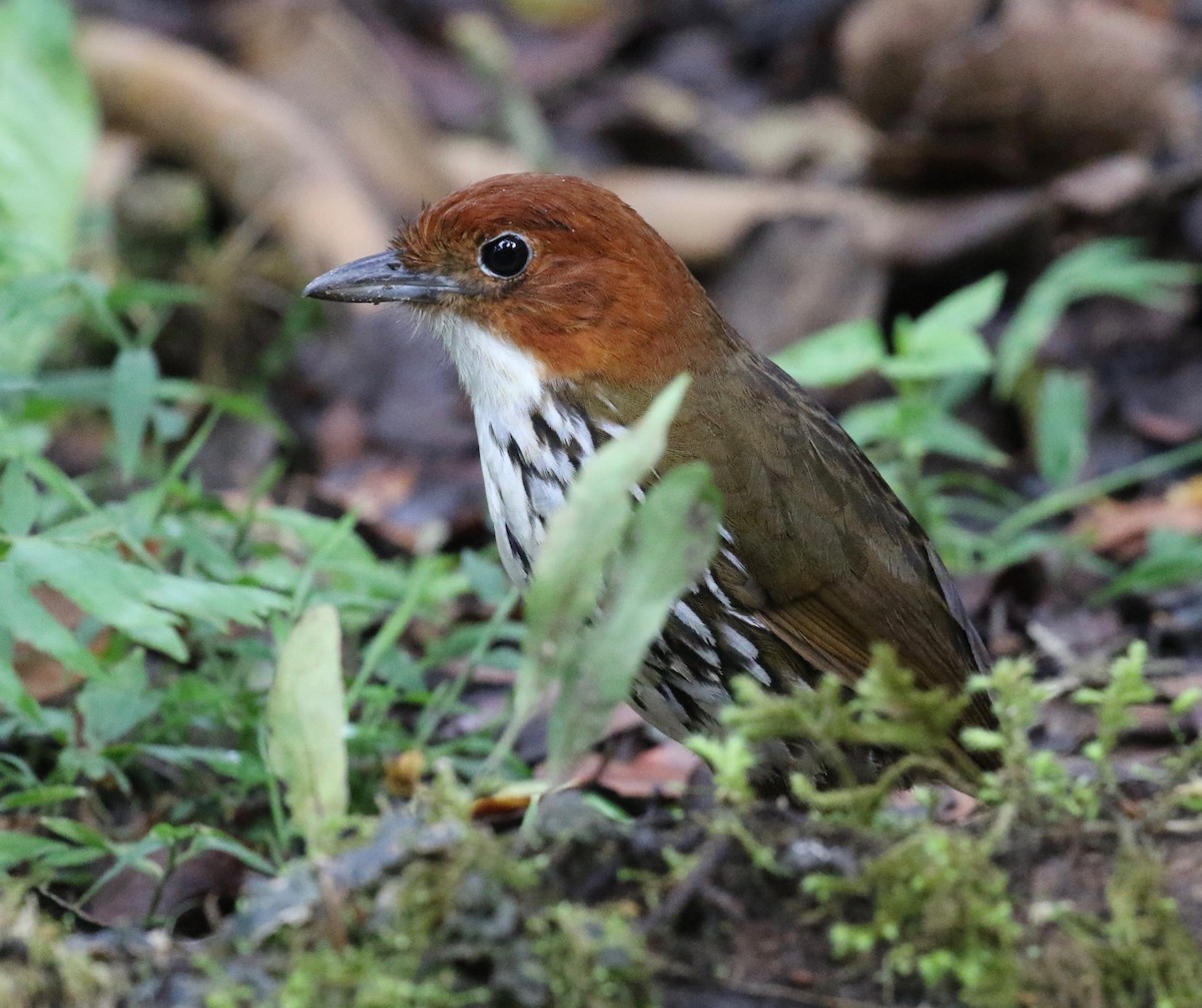 Chestnut-crowned Antpitta - ML620409192