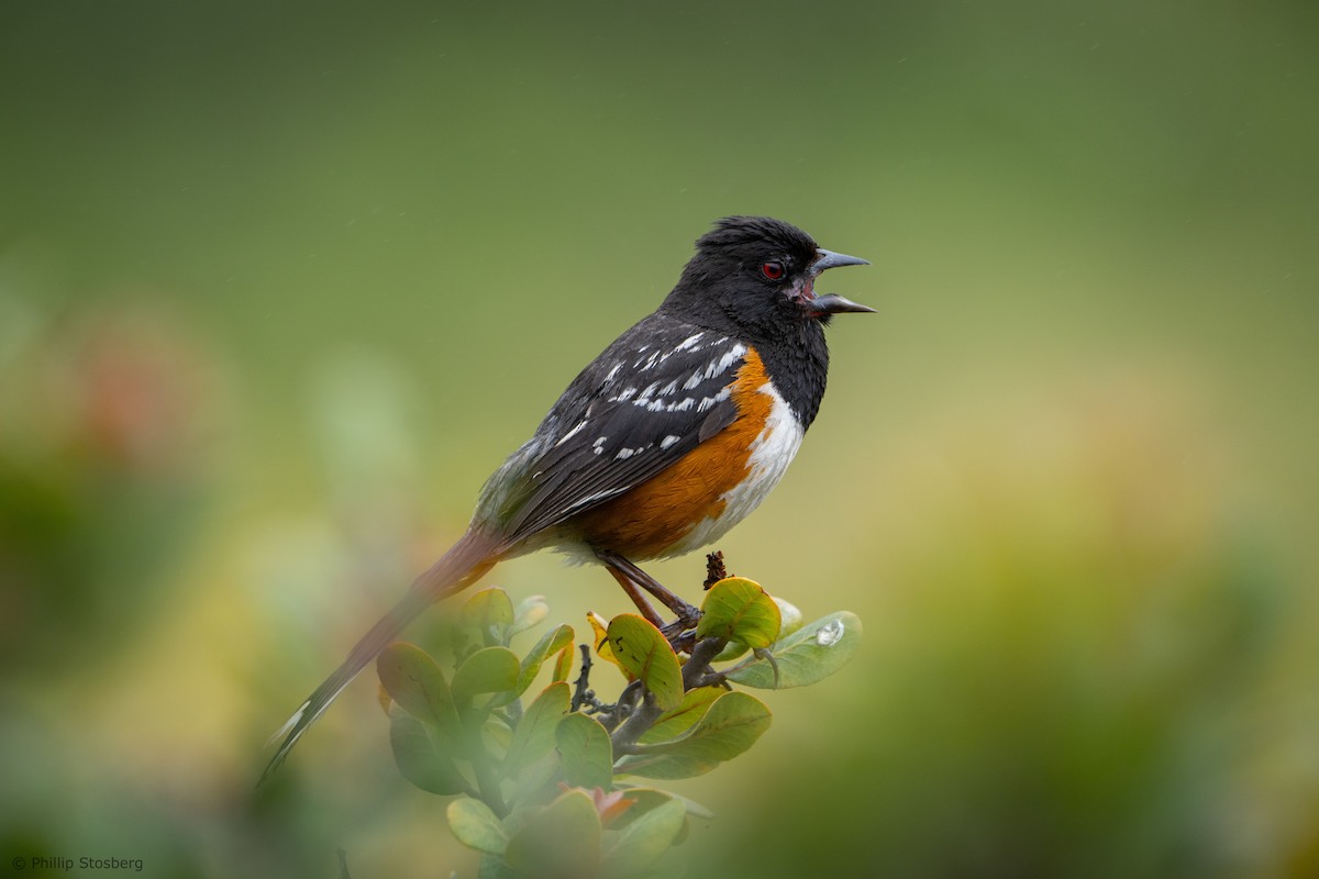 Spotted Towhee - ML620409194