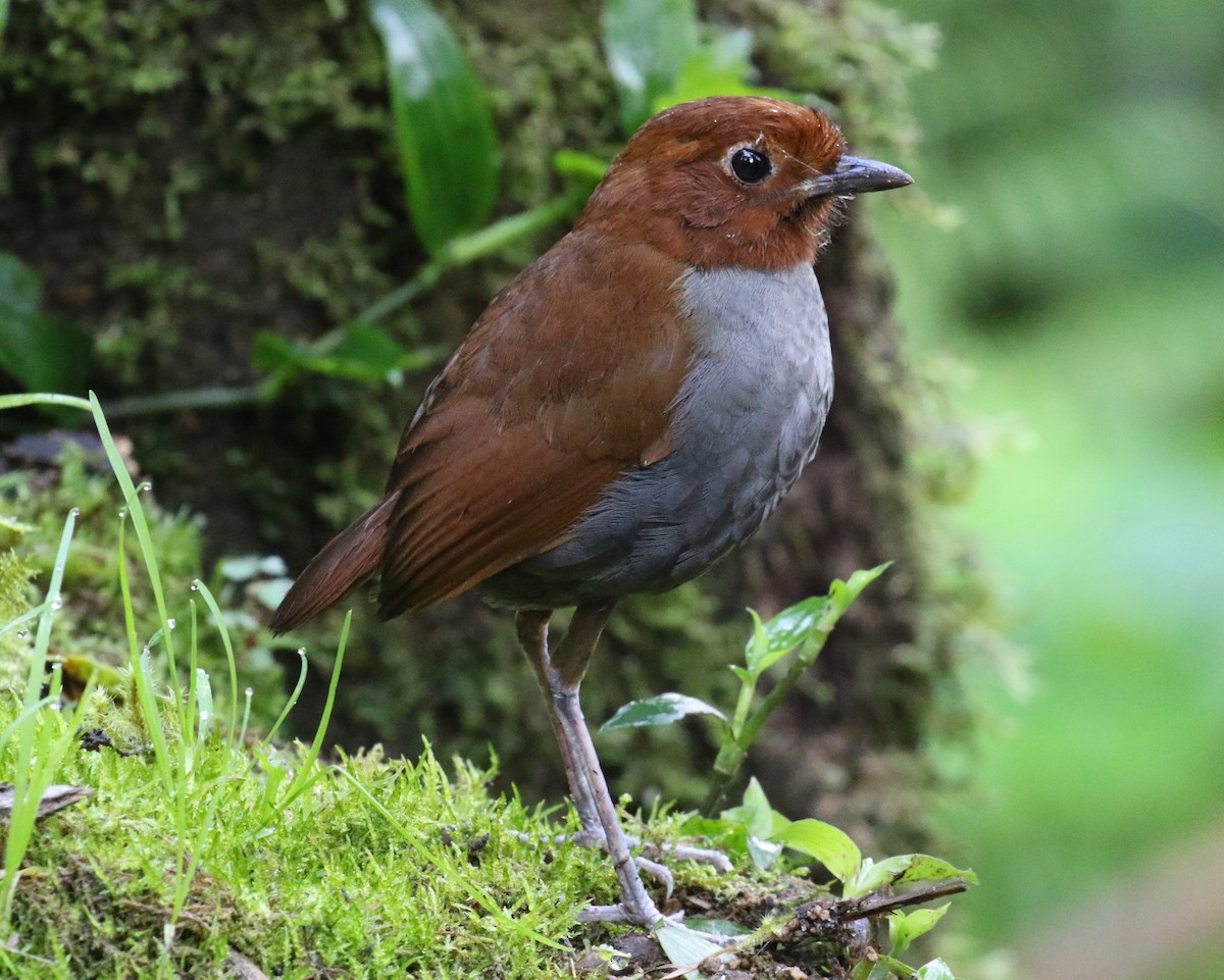 Bicolored Antpitta - ML620409198