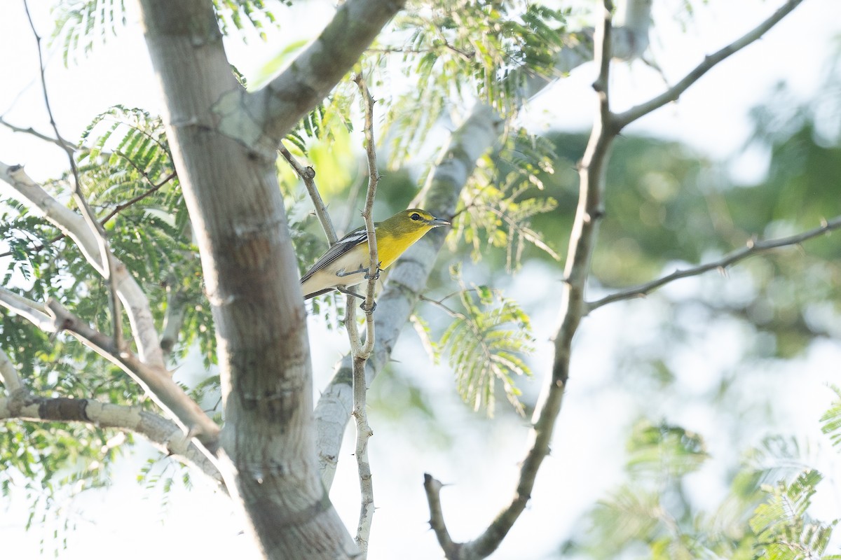 Yellow-throated Vireo - ML620409203