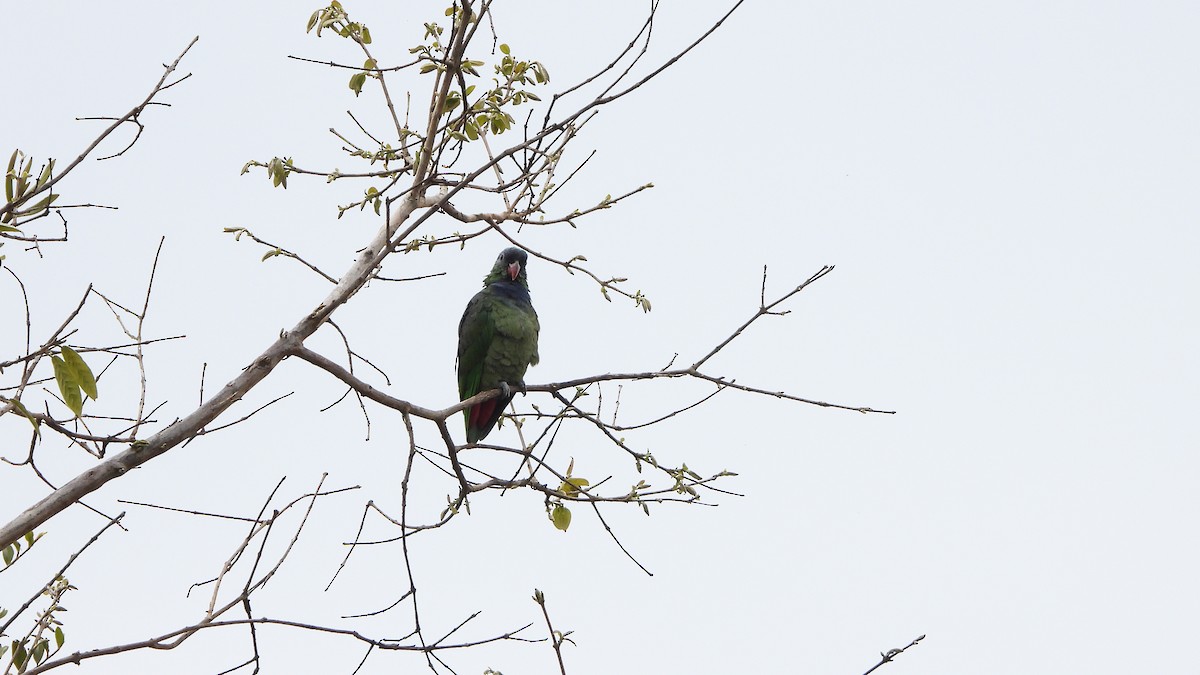 Red-billed Parrot - ML620409205