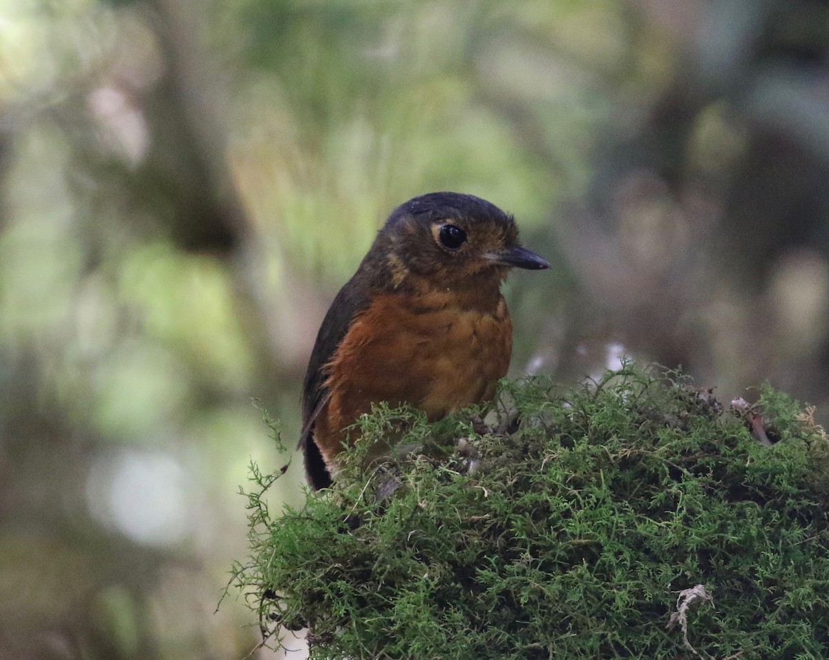 Slate-crowned Antpitta (Slate-crowned) - ML620409210