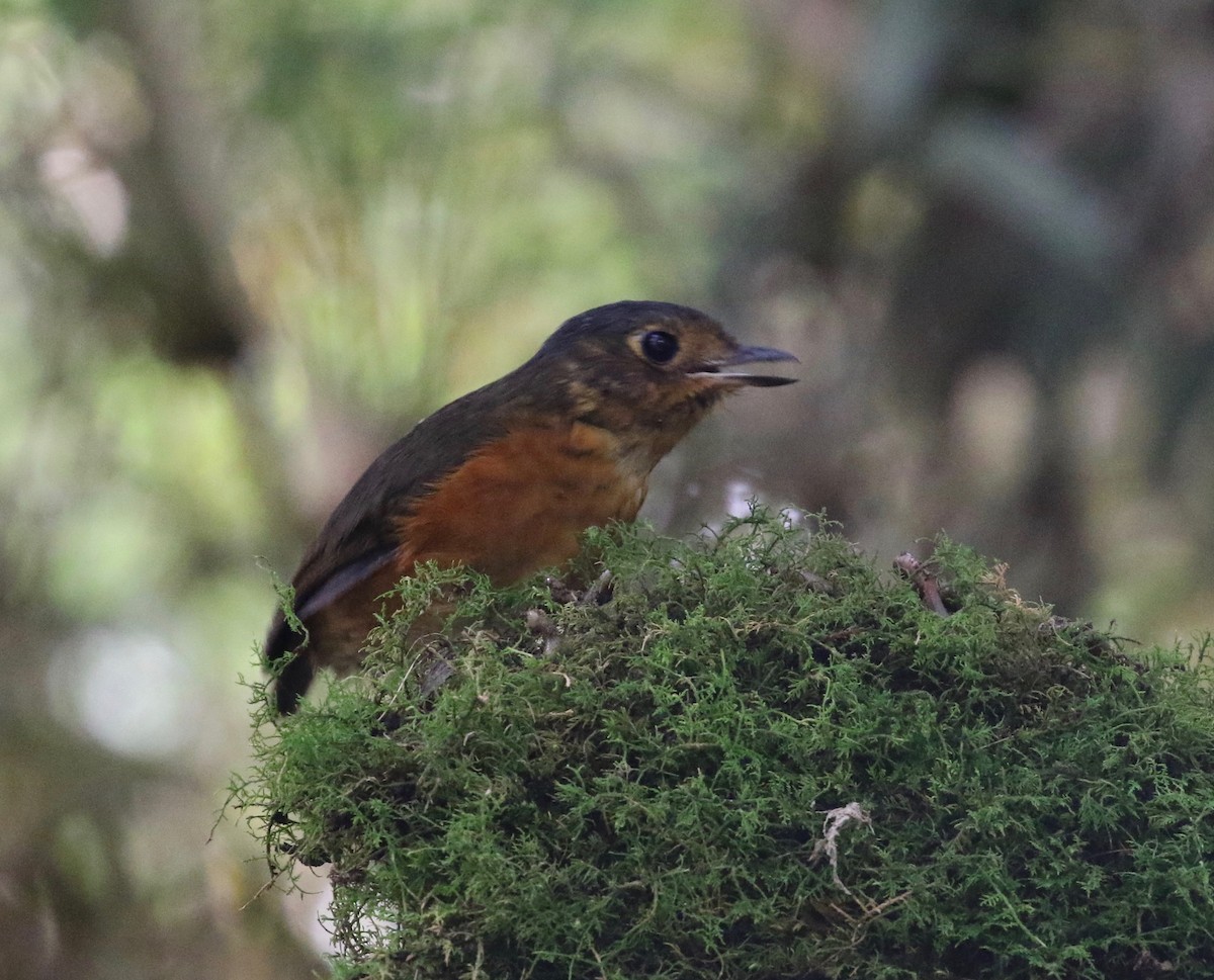 Slate-crowned Antpitta (Slate-crowned) - ML620409211