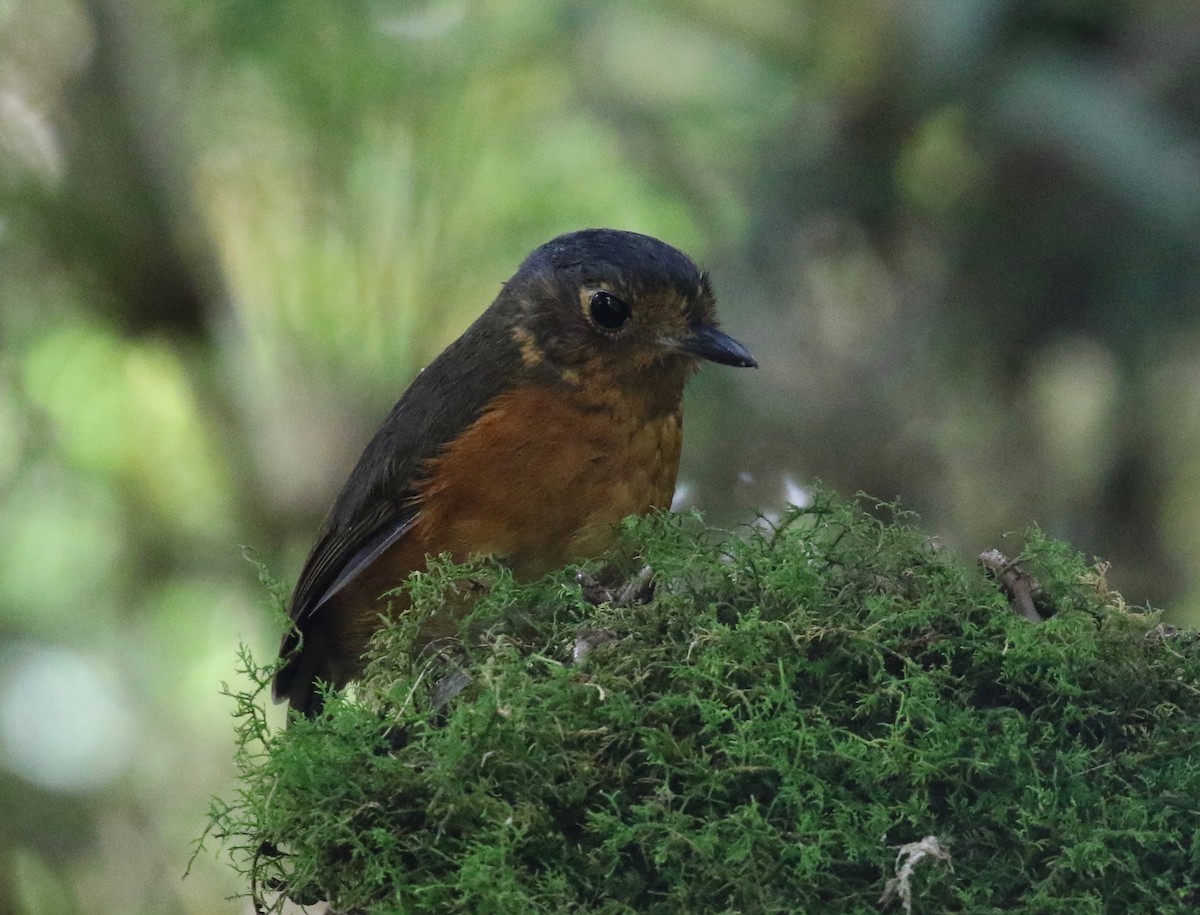 Slate-crowned Antpitta (Slate-crowned) - ML620409212