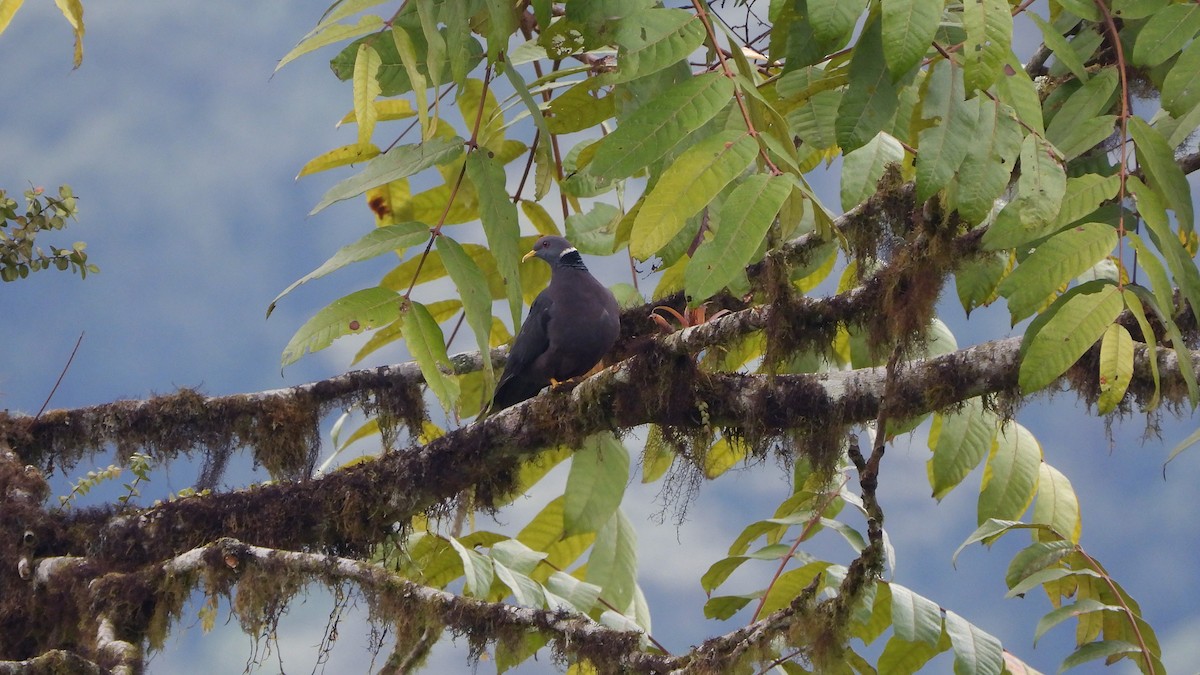 Band-tailed Pigeon - ML620409213